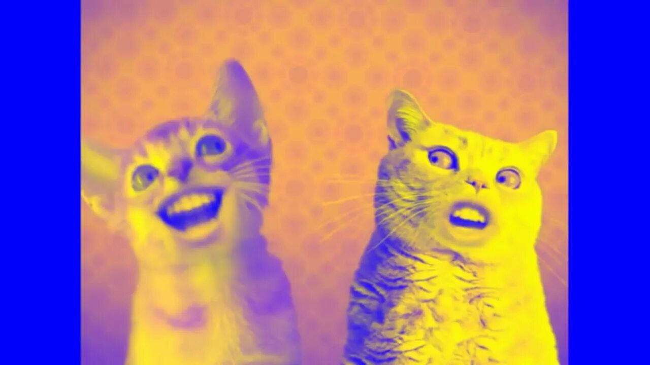 Preview 2 numa cat effects. Numa effects g major 4. numa cat с клипом. numa numa. кошка танцует.