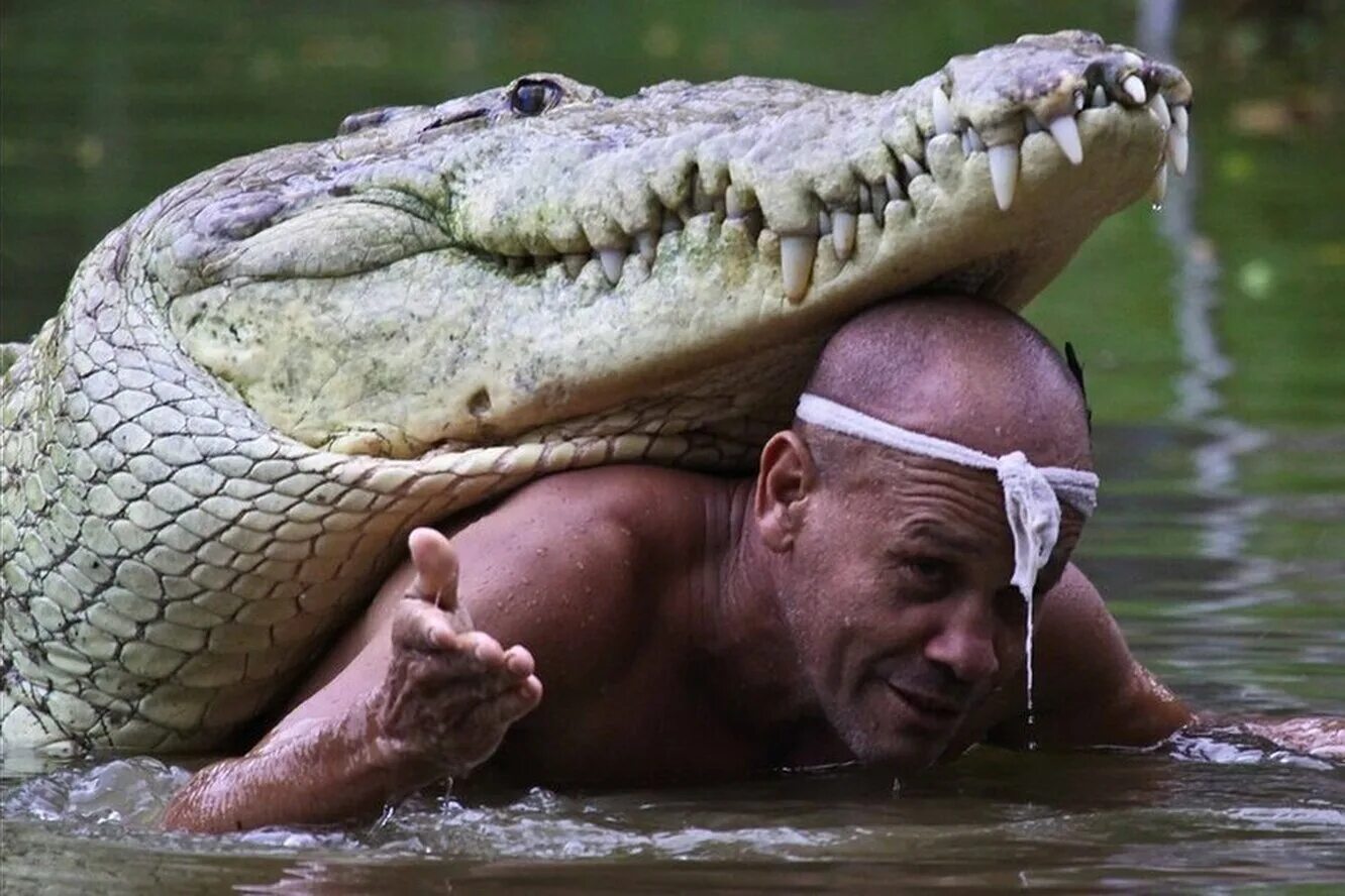 Стив ирвин. Нэверленд сериал крокодил. Про человека человек крокодил. Стивен роберт «стив» ирвин. Охотник на крокодилов стив ирвин.