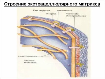 Строение матрикса