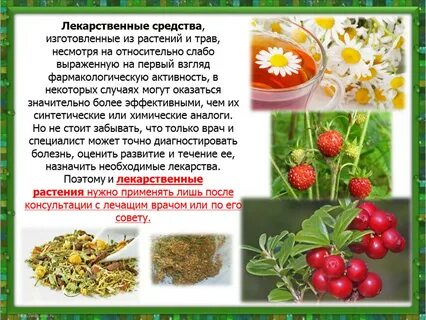 Лекарственные растения в жизни человека