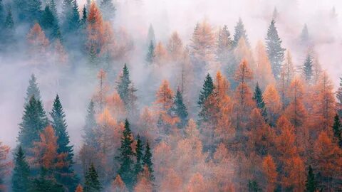 Forest me