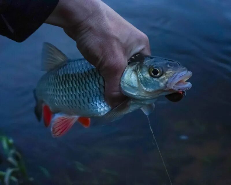 оснастка донка закидушка. летняя рыбалка. рыбацкие снасти. удочка из палки. рыбацкие снасти для спиннинга.