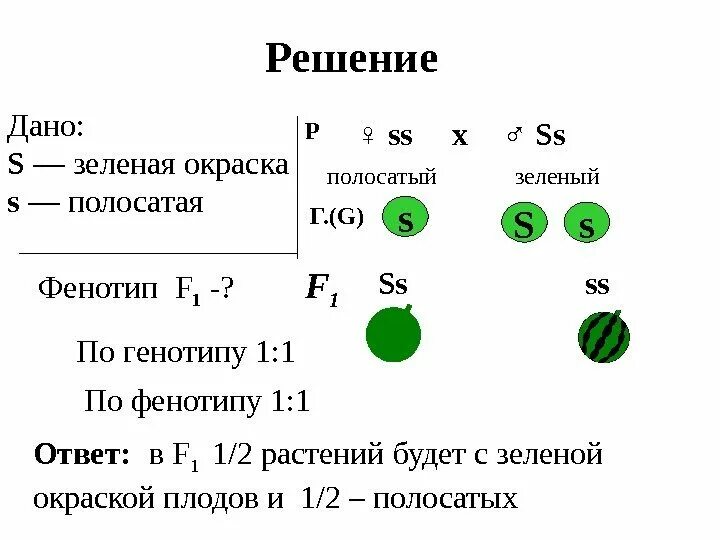 Зеленый горох доминантный