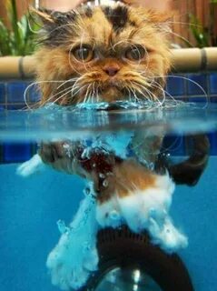 Кот в воде