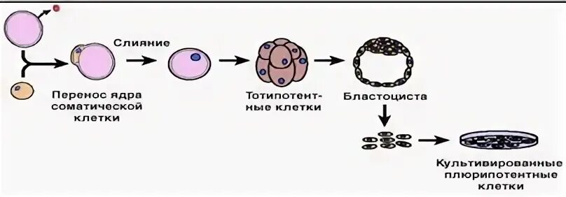 Ядро соматической клетки