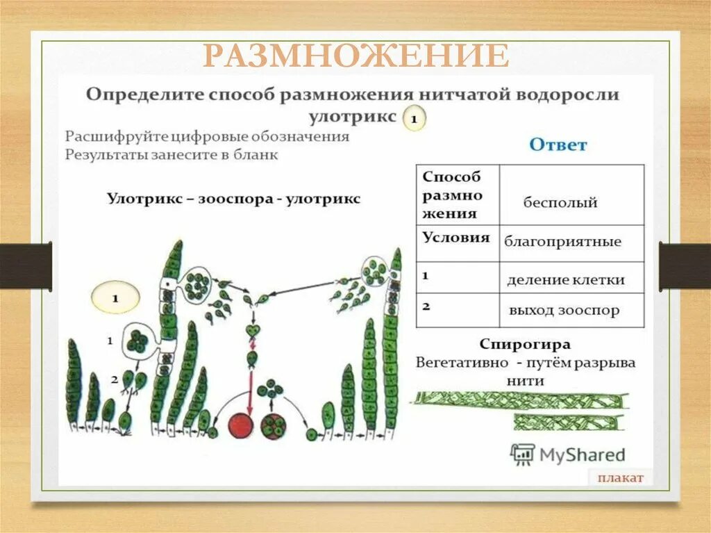 Какие водоросли размножаются. Способы размножения водорослей таблица. Способы размножения водорослей. Таблица размножение водорослей способы размножения. Способы размножения водорослей схема.