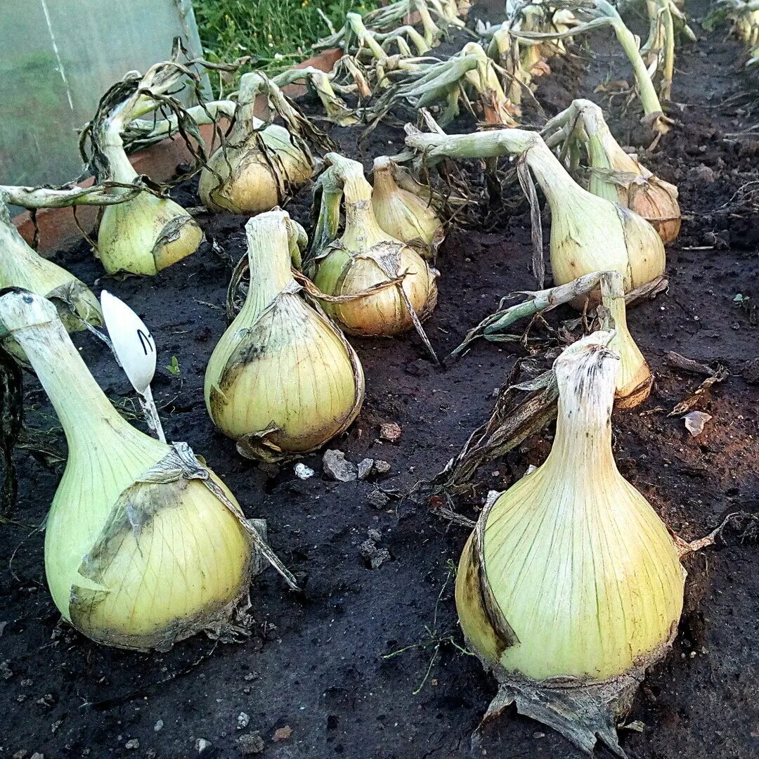 Семяна лука Эксибишен Vegetables, Pumpkin, Onion