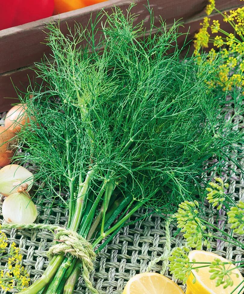 Укроп сорт кибрай. Укроп гибрид f1. Укроп обильнолистный. Укроп гладиатор. Укроп сорт севен.