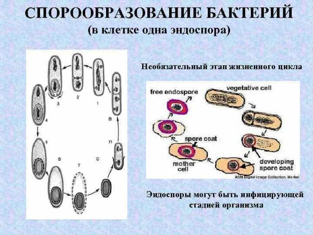 Спорообразование клетки бактерии. Спорообразование у грамположительных бактерий. Спорообразование и эндоспоры у бактерий. Образование спор у бактерий 5 класс биология. Споры бактерий 5 класс