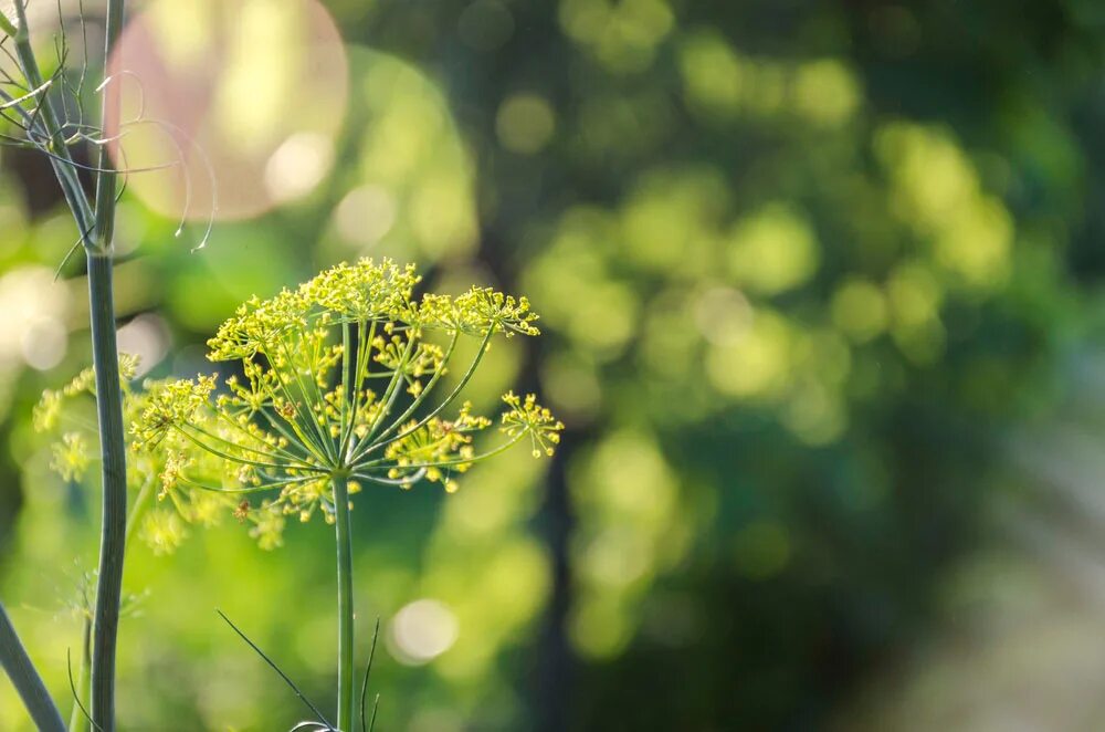 Зонтики укропа зеленые. Цветок похожий на укроп. Anethum graveolens. Зонтики от укропа. Фенхель соцветие.