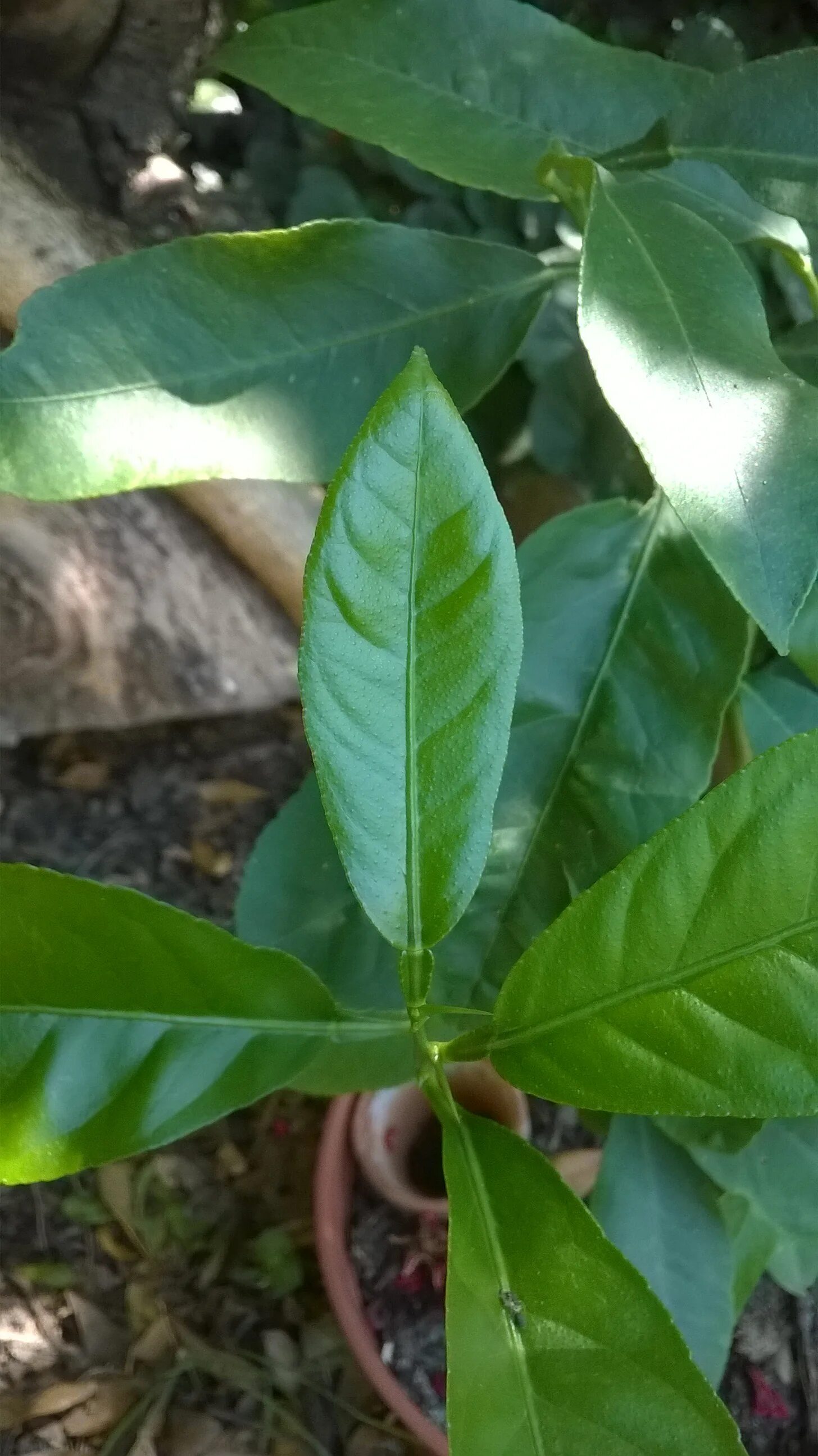 Citrus leaves. Почки лимонного дерева. Citrus leaves. Листья лимона. Лист цитруса.