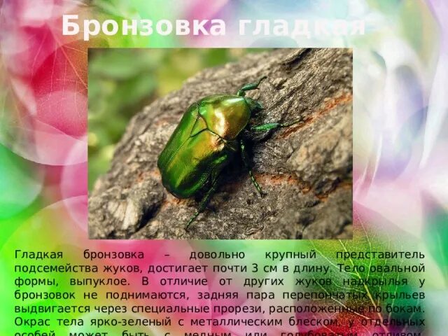 Бронзовка жук фото и описание вред Галерея Макроклуба Ухожу!