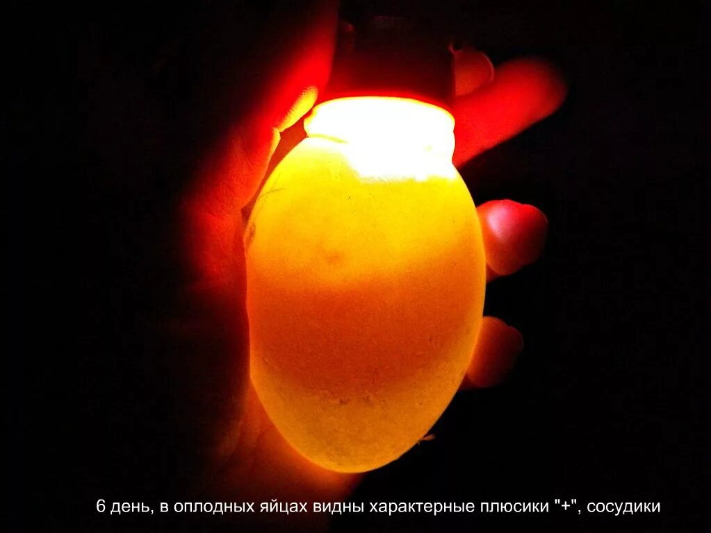 Как проверить яйцо перед закладкой. Овоскопирование индюшиных яиц. оплодотворные яйцо овоскопирование. овоскопирование гусиных яиц. неоплодотворные яйцо овоскопирование.