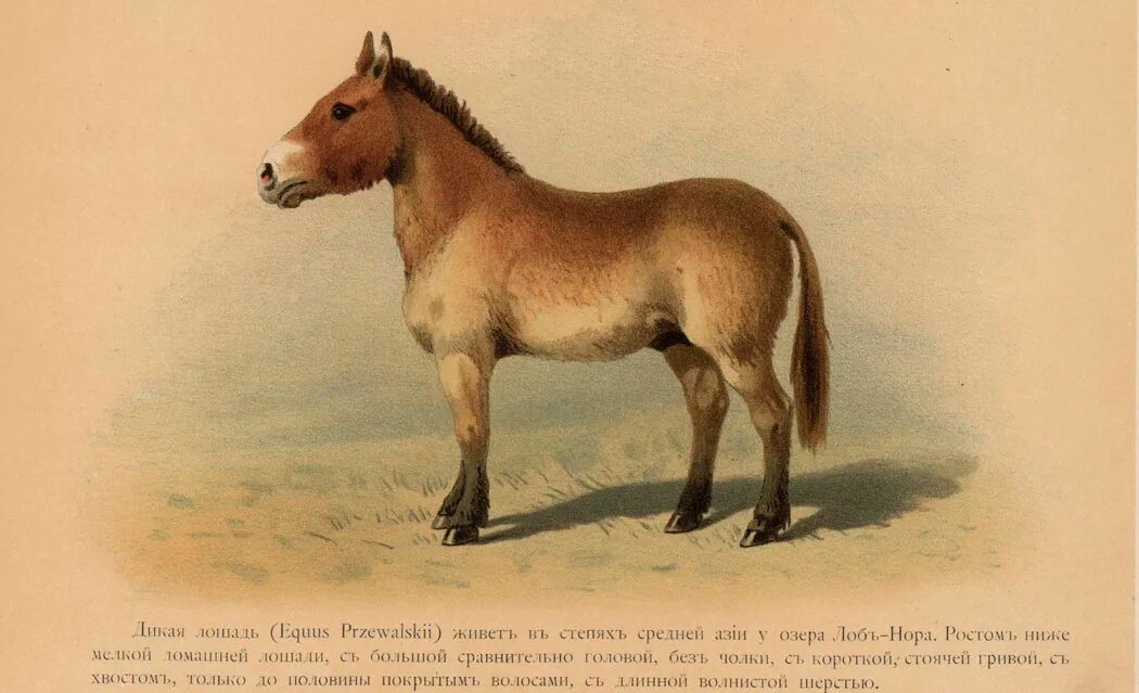 Произведения о лошадях 7 класс. Equus лошадь. Породы лошадей которые вымерли. Американские лошади вымерший вид. Древнее коневодство.