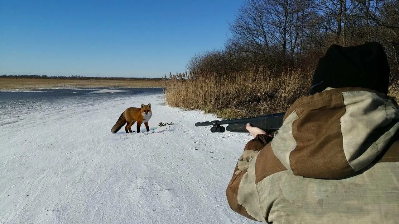 Видео охота лис. Утро охотника. Лиса на охоте.