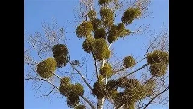 Куст паразит на дереве 5. Омела растение паразит. омела березовая.