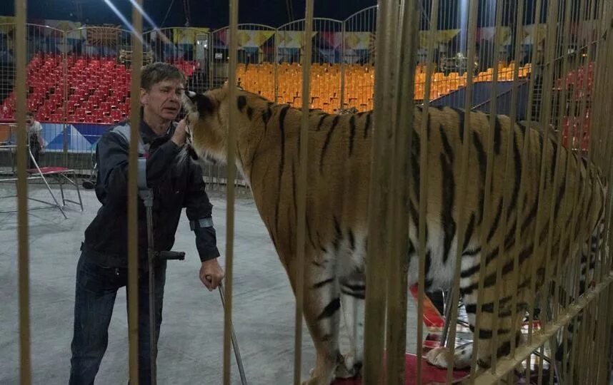 Манеже тигр. Дрессировщик тигров виталий смолянец. инна смолянец дрессировщица. дрессировщик львов виталий смолянец. дрессировщик без ног виталий смолянец.