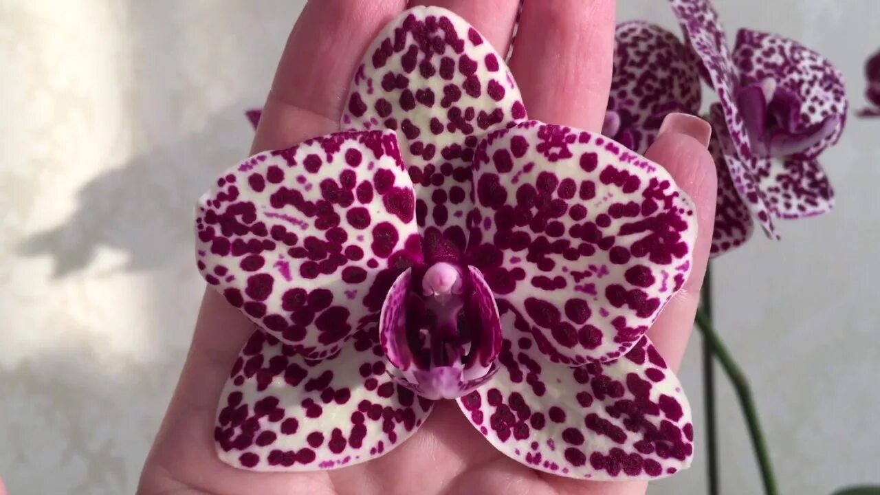 ОРХИДЕЯ Дикий Кот Phalaenopsis Lioulin Wild Cat цветение орхидеи orchid orchids 