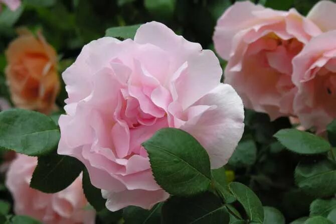 Fleur de rose. Fleur de rose. Флер де роз. Картинки emma selina red. La rose гель.