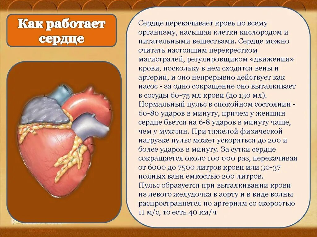 Как функционирует сердце. Сердце в организме. Сердце орган человека сообщение.