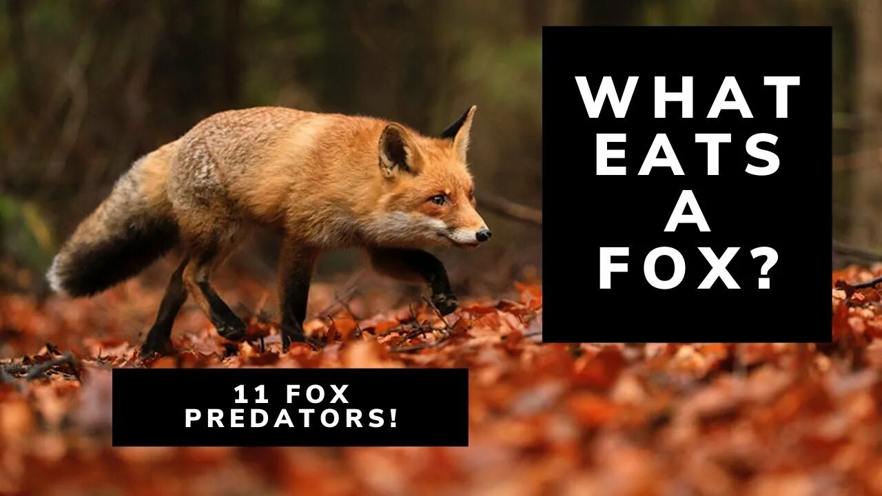 Eating Fox настоящее имя. Лиса про Дискавери. What do Foxes eat. Лиса на диете.