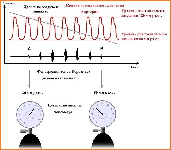 Метод Короткова для измерения артериального давления. Измерение артериального давления метода Короткова. Измерение кровяного давления по методу Короткова. Схема измерения артериального давления.