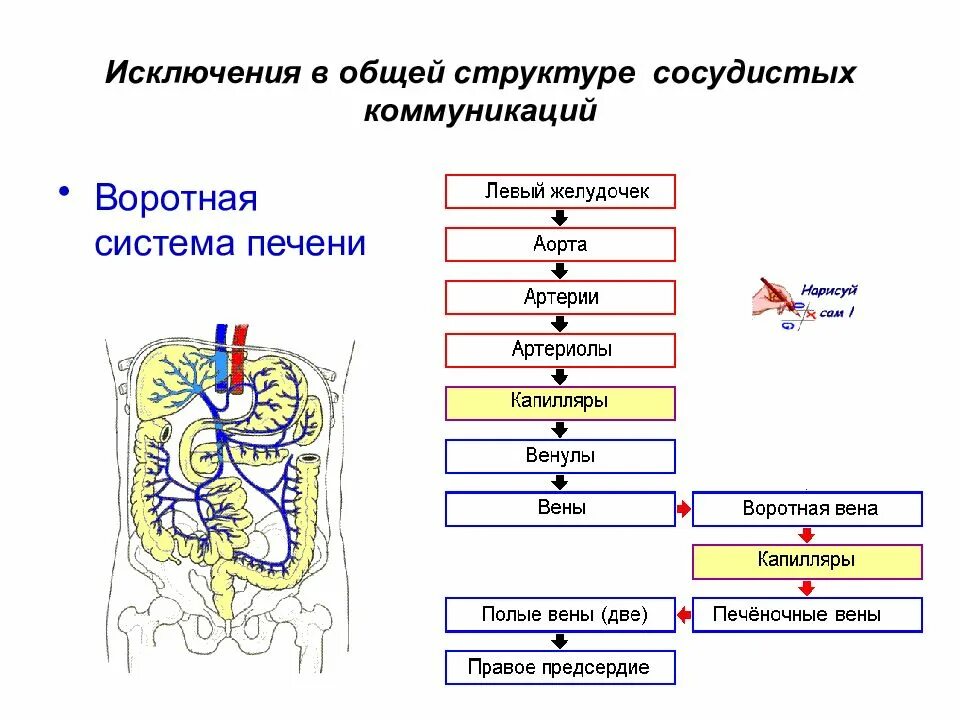 Схема движения крови воротной вены печени. Воротная Вена печени анатомия. Кровоснабжение печени анатомия воротная Вена. Воротная Вена печени анатомия схема.