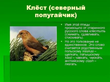 Почему птицу называют