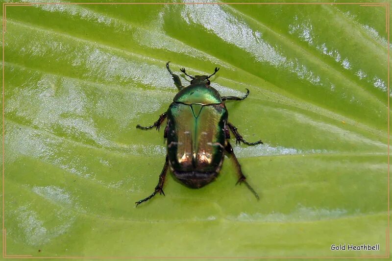 жук бронзовка строение. жук золотистая бронзовка. бронзовка гладкая красная книга. красная книга россии бронзовка гладкая. бронзовка гладкая красная книга.
