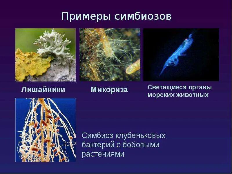 Симбионтом человека является. Симбиотические бактерии примеры. Бактерии симбионты примеры. Примеры симбиоза бактерий. Симбиоз бактерий и животных.