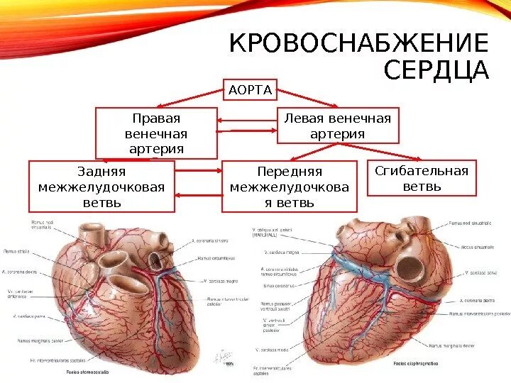 Артерии и вены сердца схема. Венечные артерии сердца анатомия. Правая венечная артерия сердца анатомия. Кровообращения передней