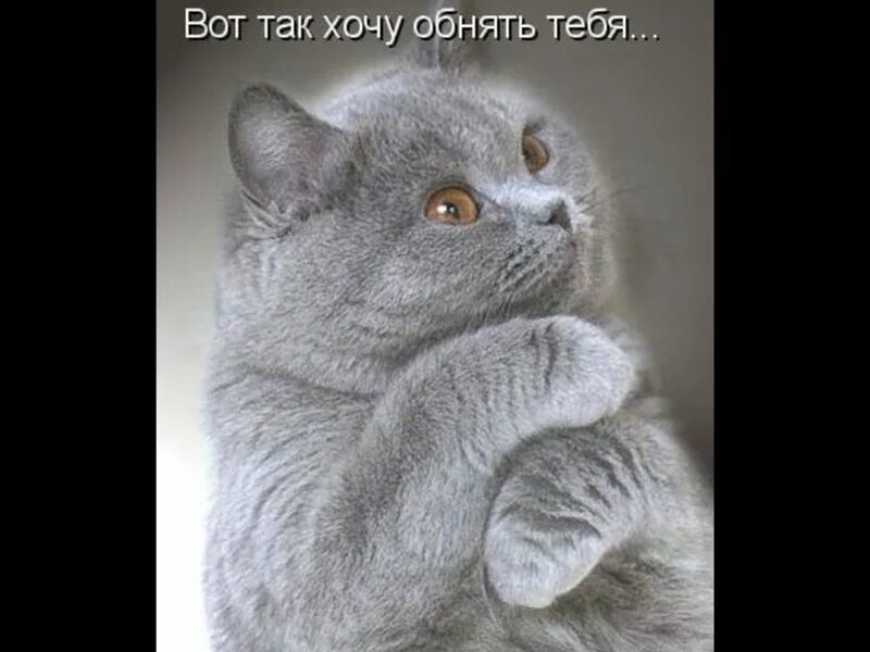 Я так обожаю видеть настоящий. Я хочу тебя обнять. котик хочет обнять. так хочу тебя обнять. вот так я тебя обнимаю.