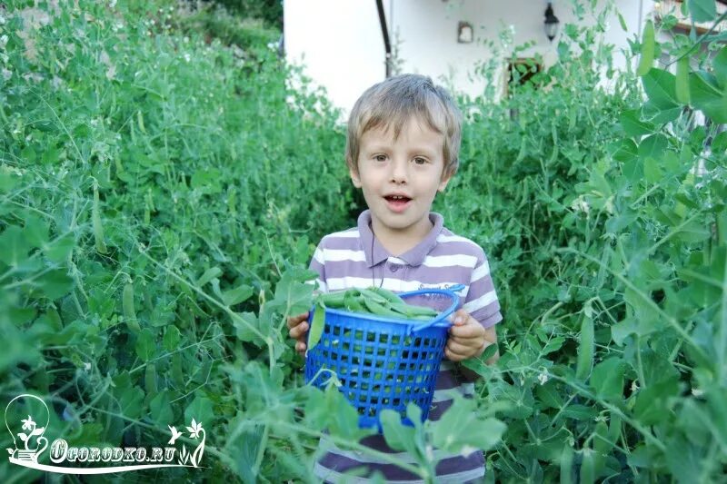 Зеленый горошек на грядке. Посадка гороха. Зеленый горошек на даче.