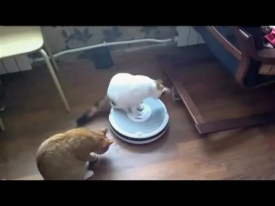 Коты катаются на пылесосе. Кот на роботе пылесосе. кот катается на роботе пылесосе. робот-пылесос и кошка. кот на роботе пылесосе видео.
