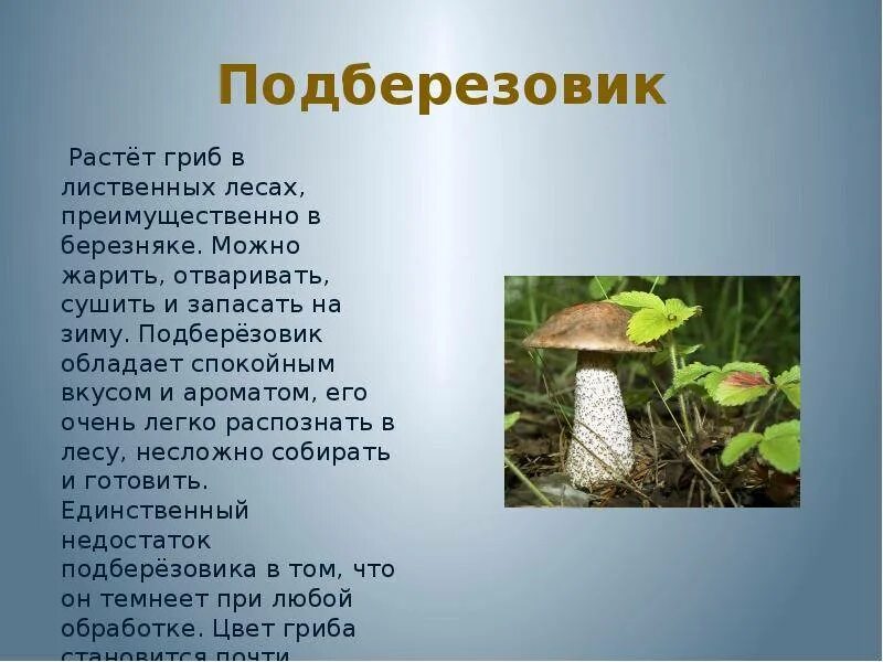 Подберезовик описание - CoffeePapa.ru