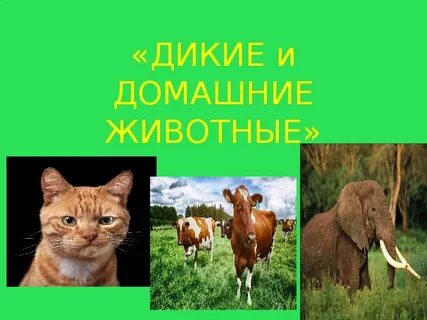 Дикий класс