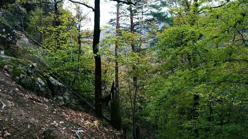 Планческая щель северский. Планческая щель северский. Планческая щель северский. Планческие скалы краснодарский край. Планческие скалы краснодарский край смотровая площадка.