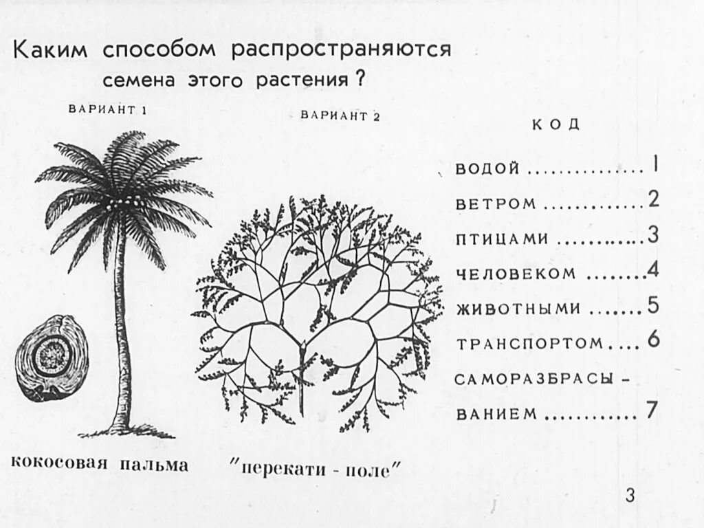 Каким способом распространяется. Способы рассеивания семян. Способ распространения плодов и семян у перекати поле. Перекати поле распространение семян. Интересные способы распространения семян перекати поле.