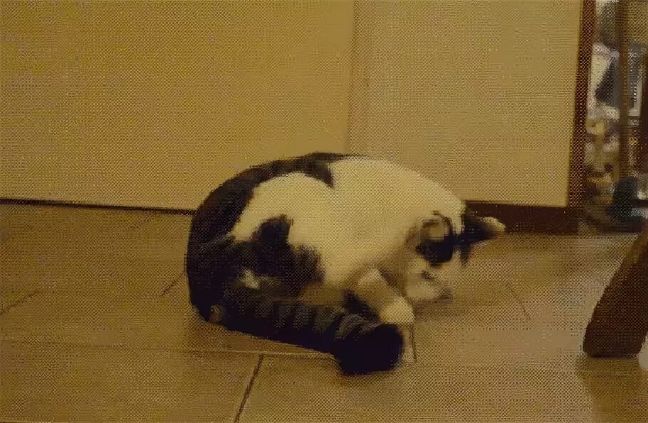 Кот катается по полу. Кот перекатывается. кошка кувыркается на полу. котенок кувыркается. кот скользит.