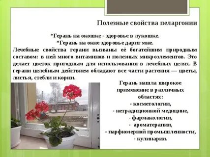 Стихотворение герани