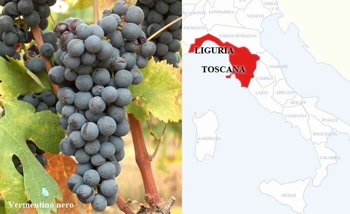 неро д авола сорт винограда. неро сорт винограда. неро дьявола сорт винограда. муджуретули сорт винограда. агро-неро.