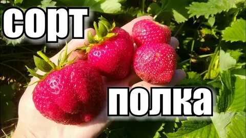 Полька клубника описание отзывы