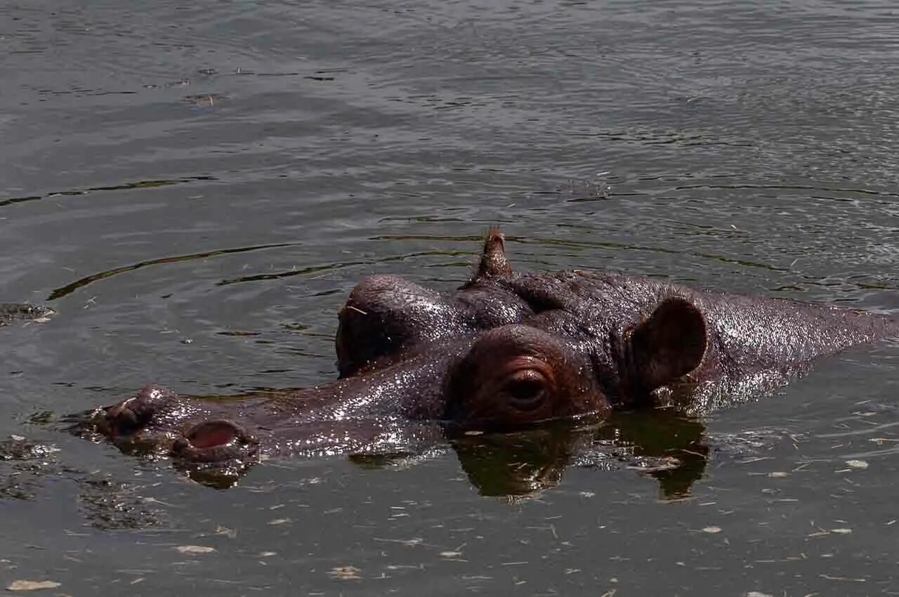 Бегемот в воде. Гиппопотам в воде. бегемотик в воде. обыкновенный бегемот в воде.