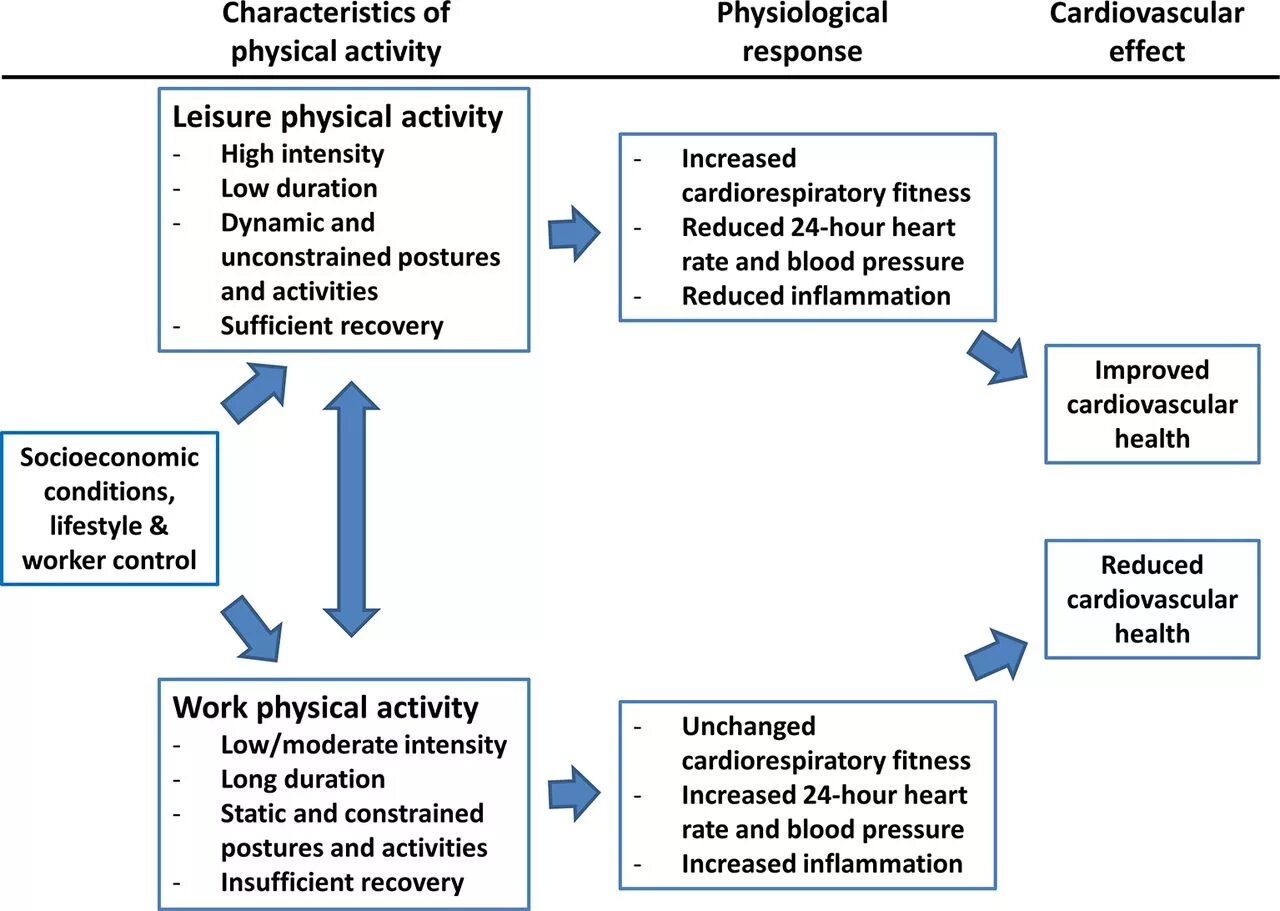 Physical activity (static and Dynamic). Reduced physical activity. Physical activity (static and Dynamic) in Production. Physical activity and neurogenes.