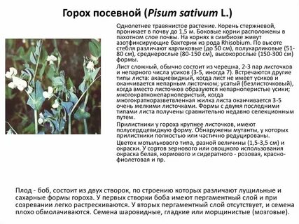 Горох описание