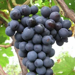 Виноград агат донской