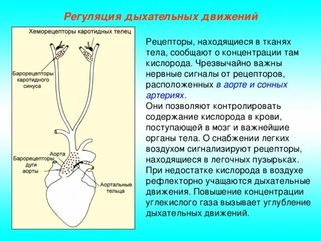 Регуляция дыхания схема начиная с хеморецептора. Рецепторы гуморальная регуляция дыхания?. Регуляция хеморецепторов в регуляции дыхания. Хеморецепторы, участвующие в регуляции дыхания.