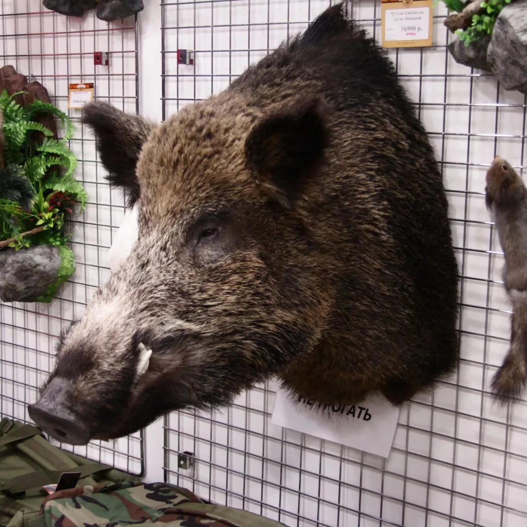 кабан геншин. кабаны екатеринбург. самый большой кабан секач вепрь. кабаны в ленинградской области. дикая свинья.