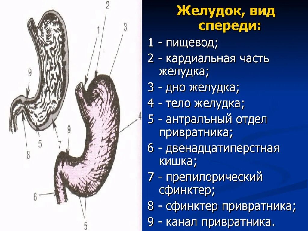 Какие отделы имеет желудок. Пилорический отдел желудка латынь. Кардиальный отдел желудка анатомия. Отделы желудка кардиальная часть. Кардиальное отверстие желудка.