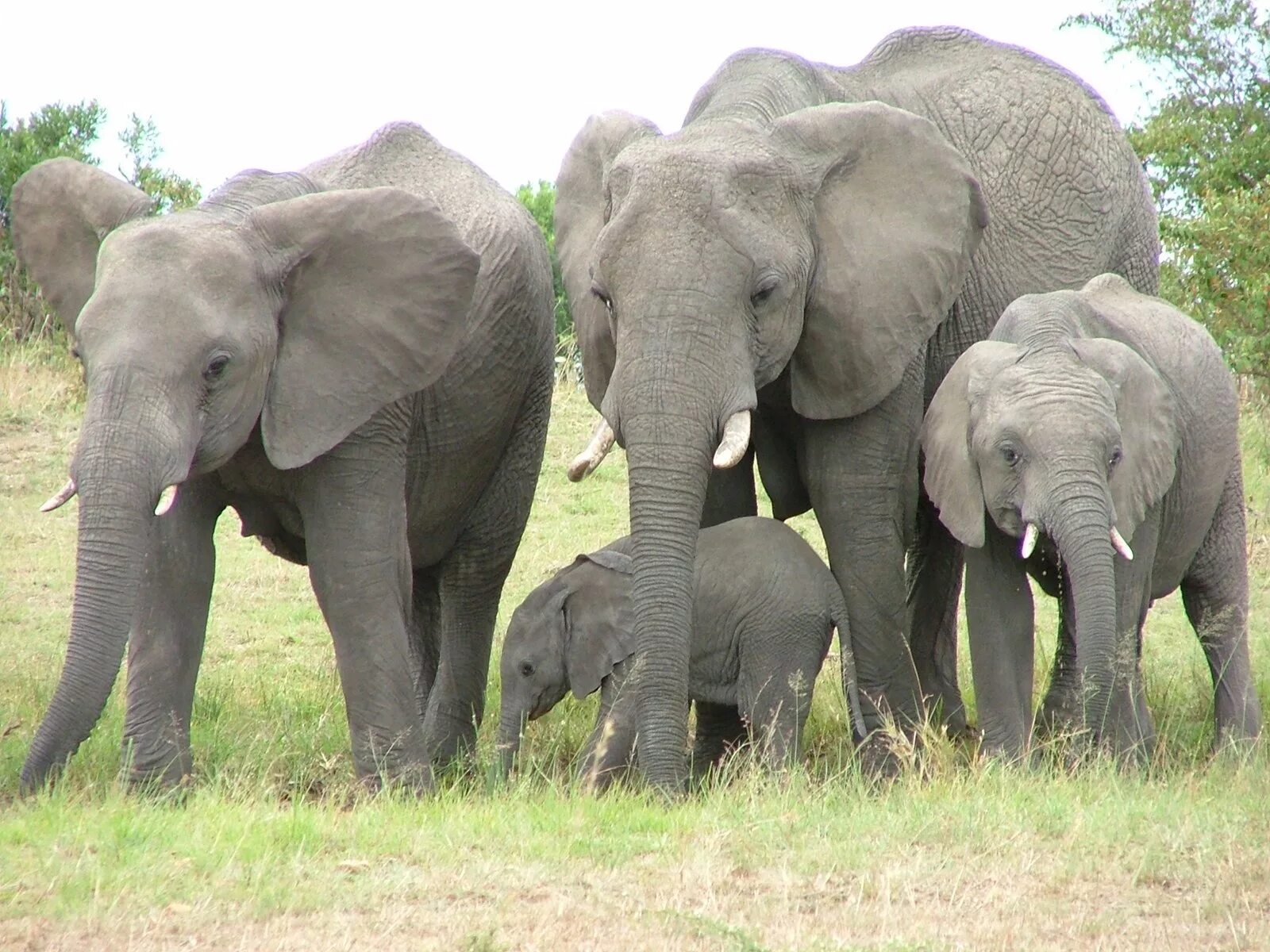 Где стоят слоны. Слоники. Четыре слона. Слоны семья. Семья слонов фото.